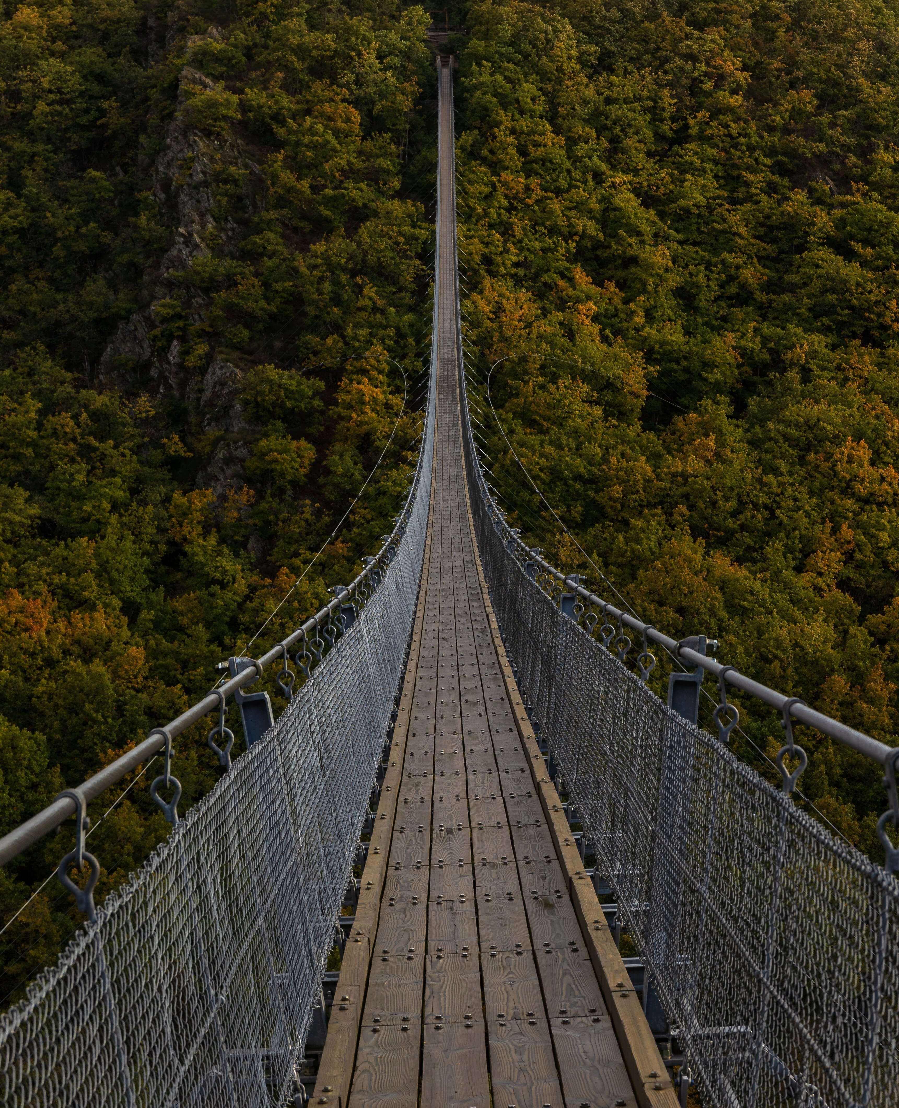 bridge over forest